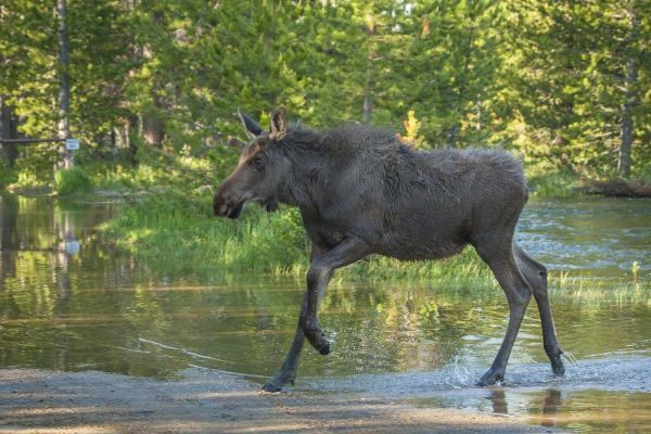 CO, Rocky Mts Male moose crossing Colorado River